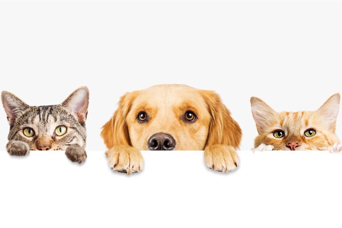 Pets